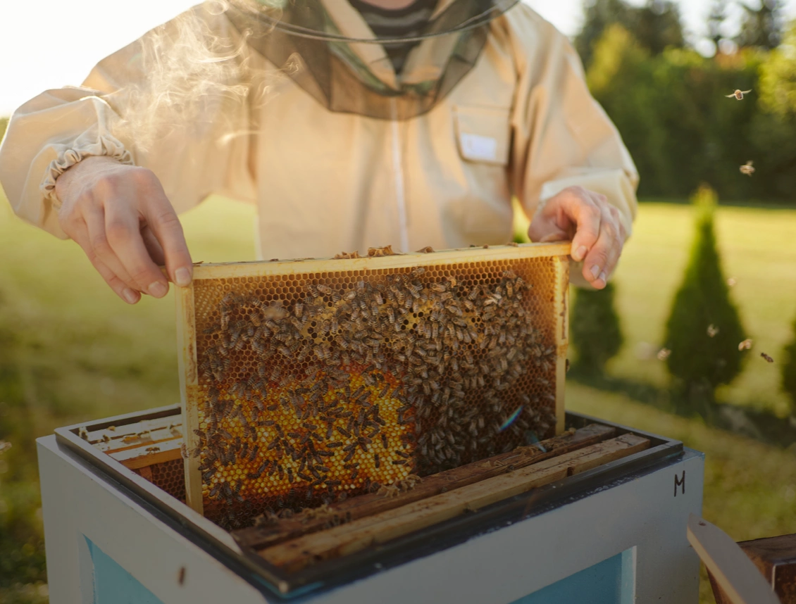 Apicultura