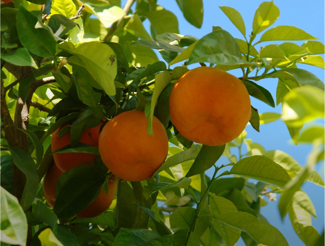 Cítricos y <br />
Frutos rojos