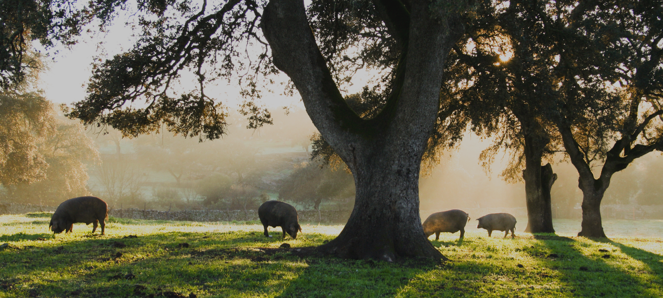 Sabores ancestrales,<br />
aromas auténticos